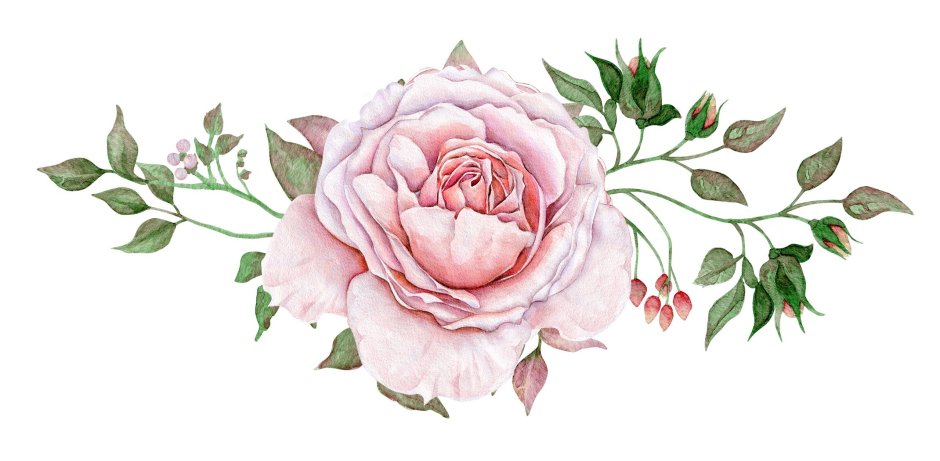 Пионовидная роза акварель