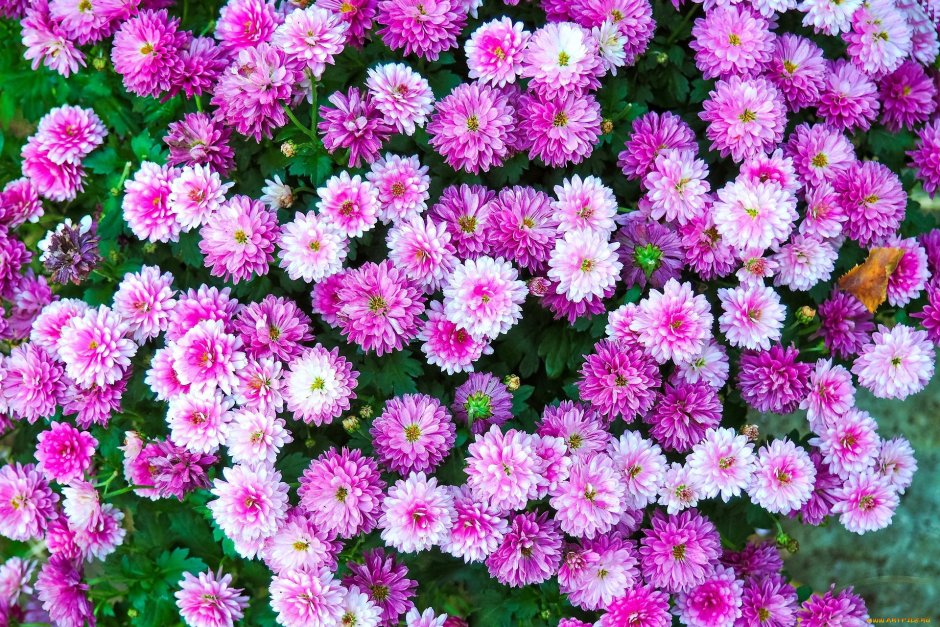 Цветы хризантемы фиалут