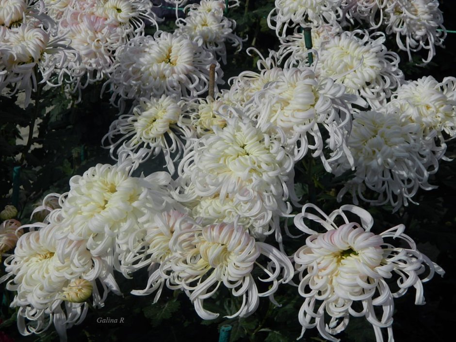 Хризантема кустовая Haydar