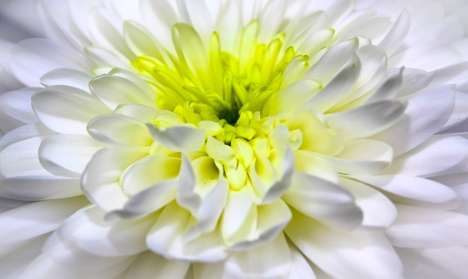 Белая Хризантема фото цветов крупным планом