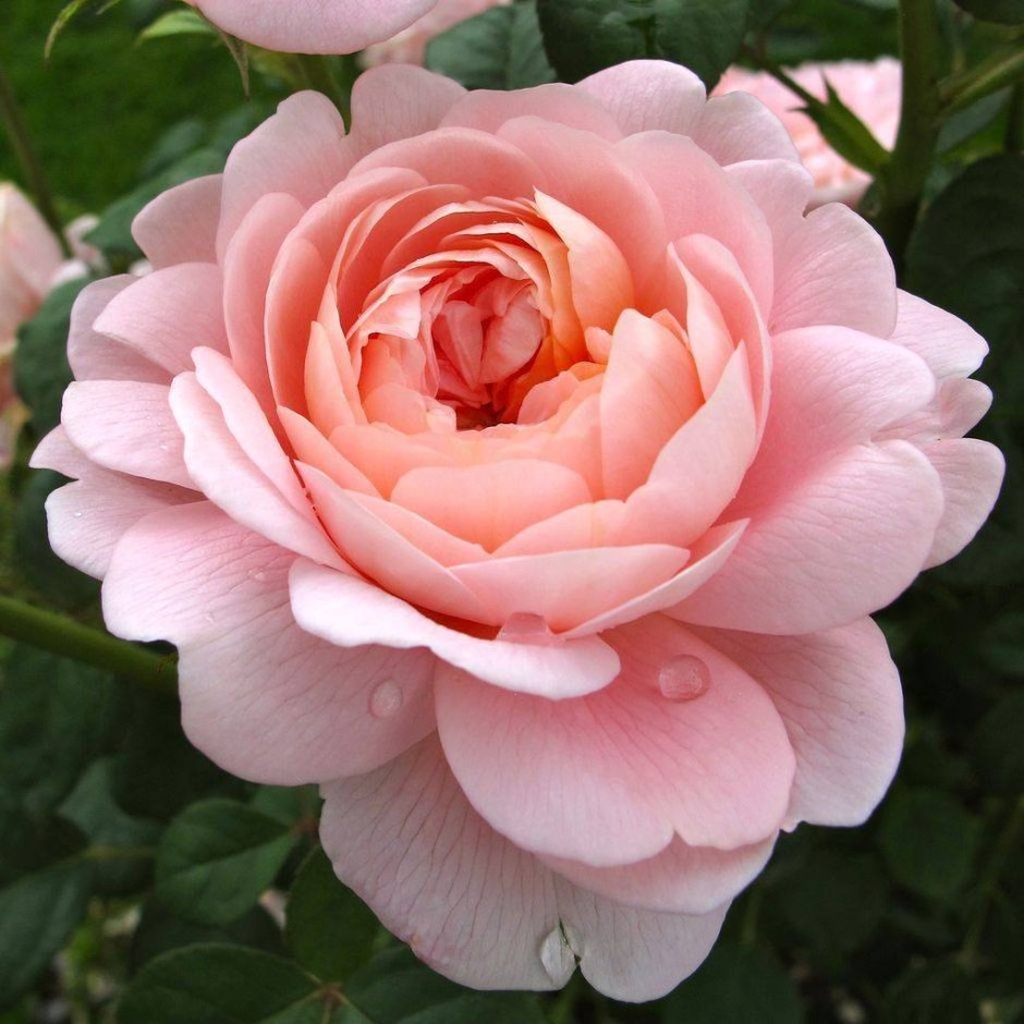 Сальма роза Эквадор