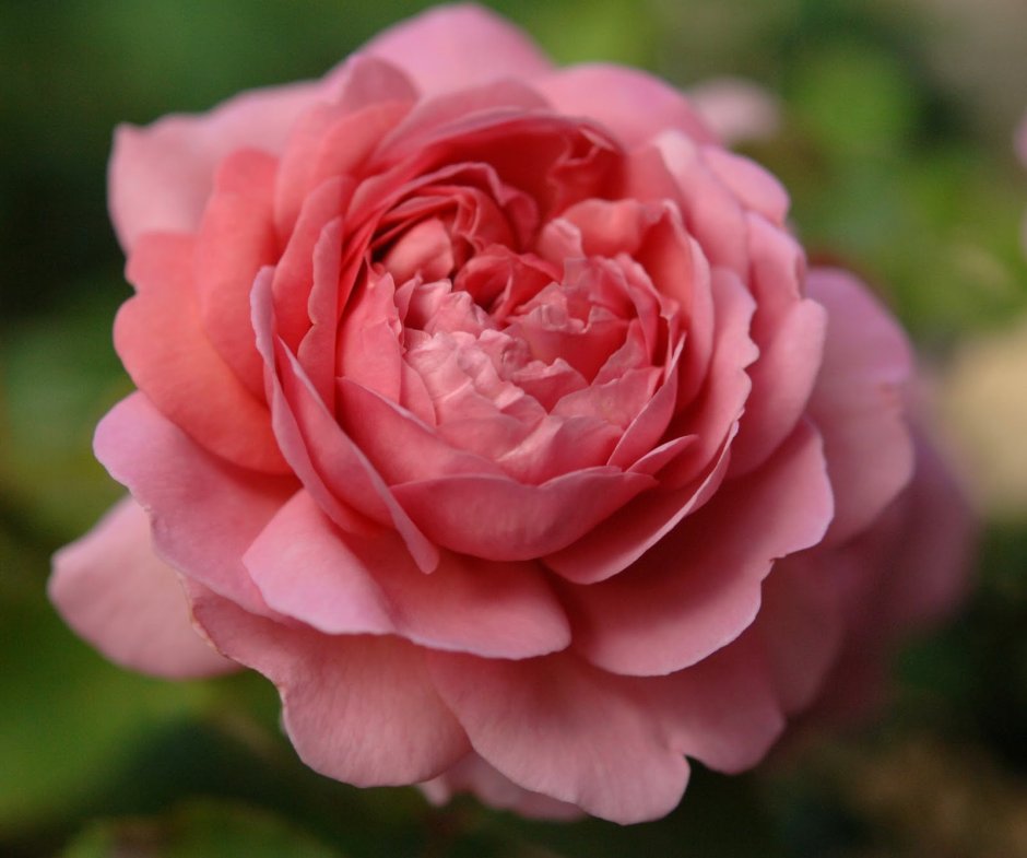 Роза корона