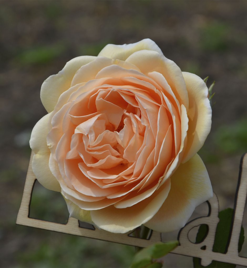 Одноголовая роза принцесс Краун