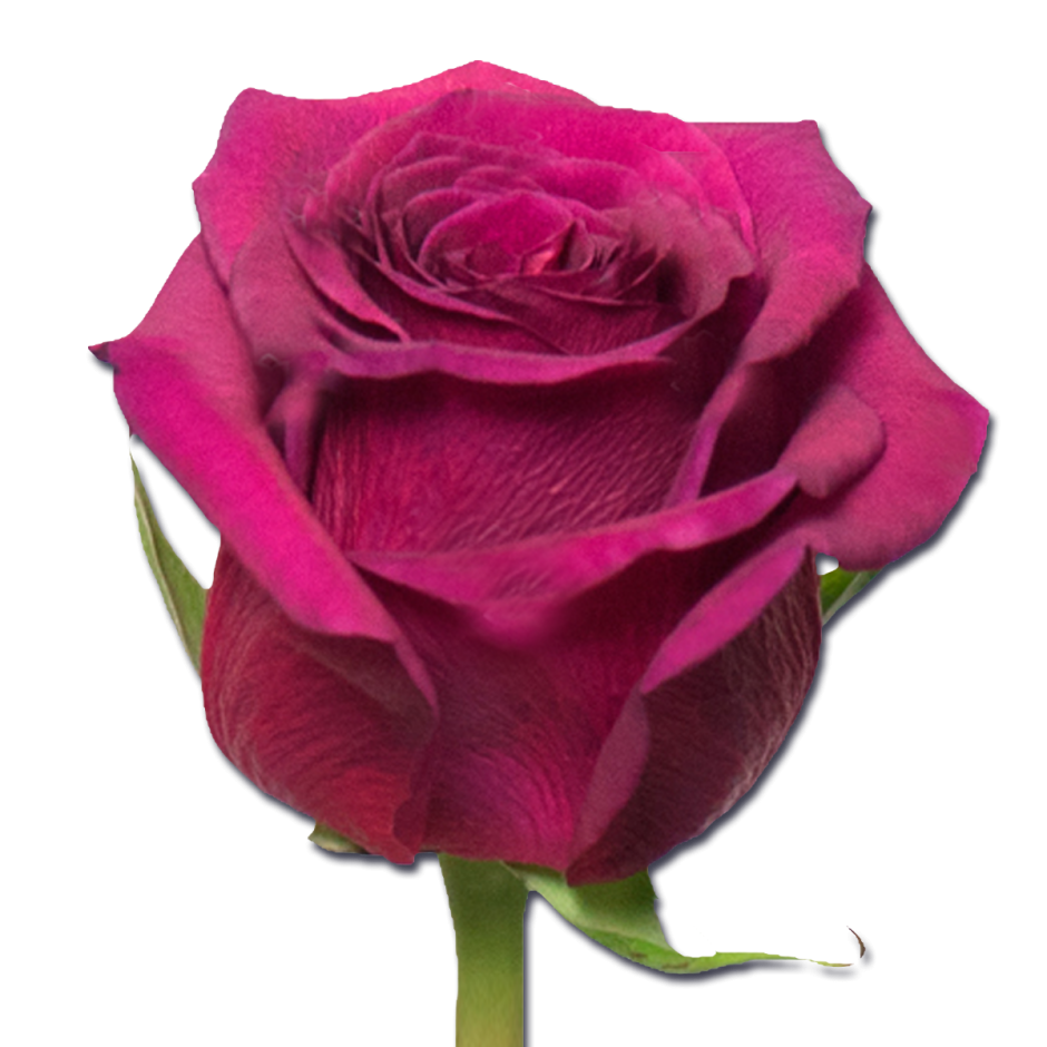 Квин Берри роза Эквадор