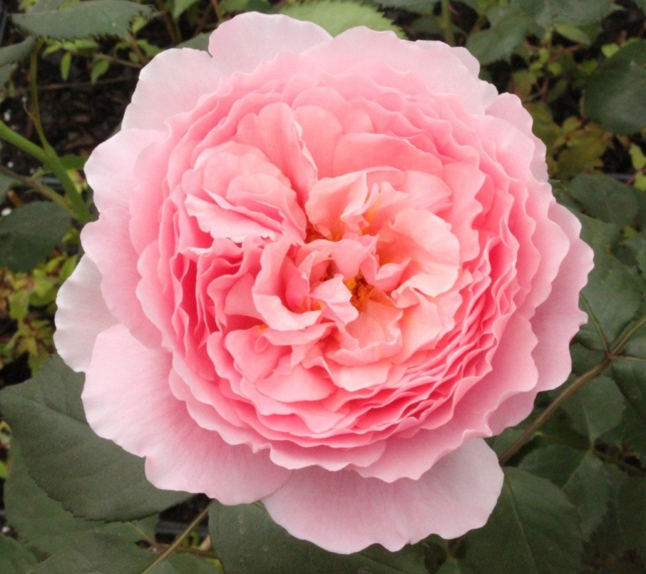 Роза Victorian Classic