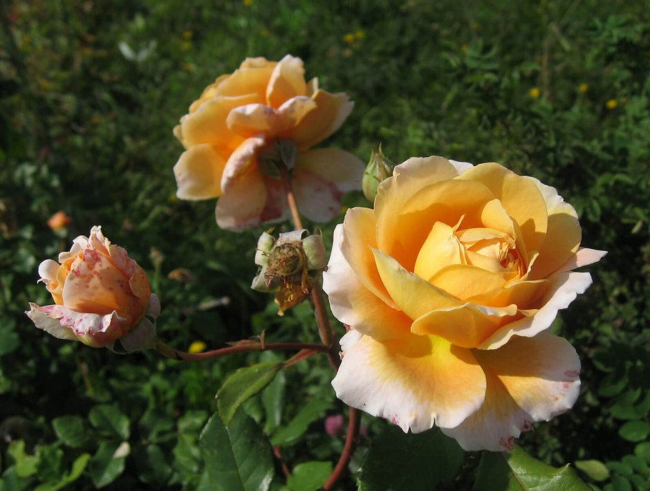 Роза Queens Jubilee Rose