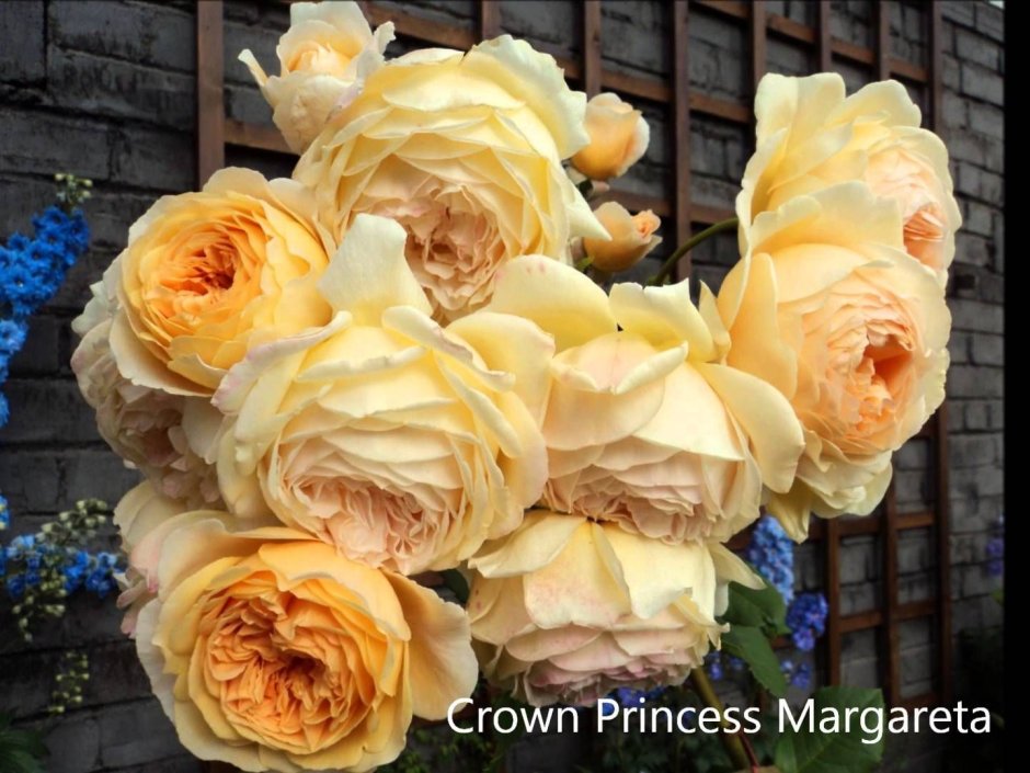 Роза Crown Princess Margareta