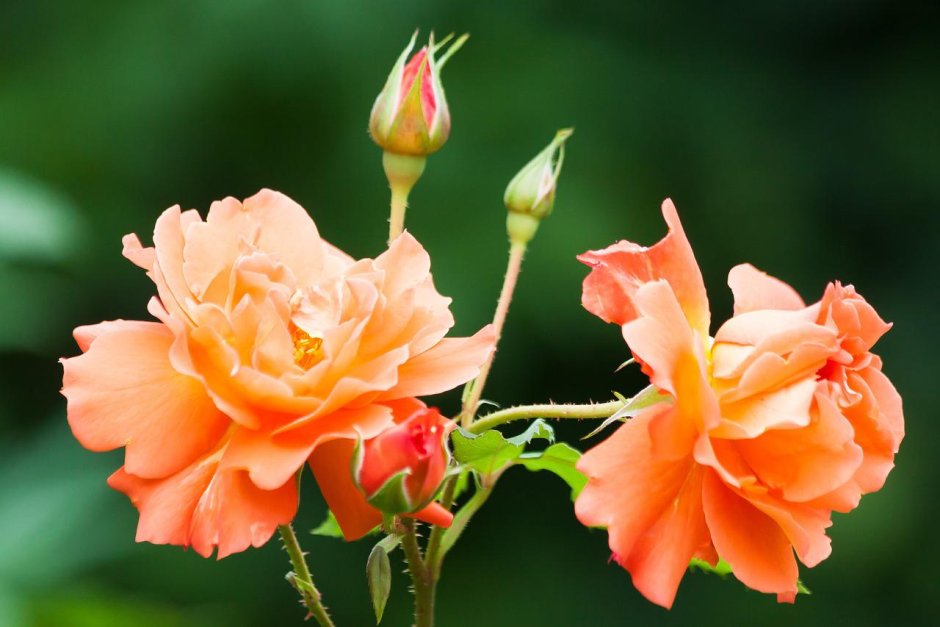 Розы пыльная роза пионовидная