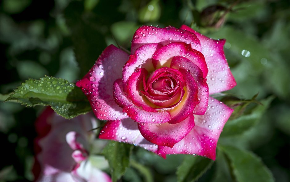 Роза чайно-гибридная карамель