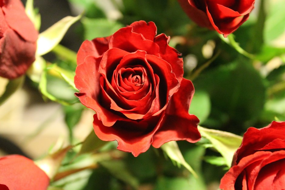 Роза ред сенсейшен флорибунда