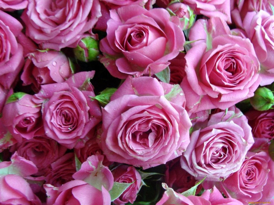 Роза Romantic Antike