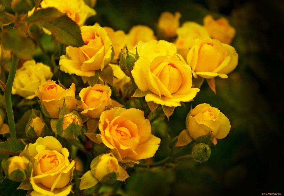 Желтая мускусная роза