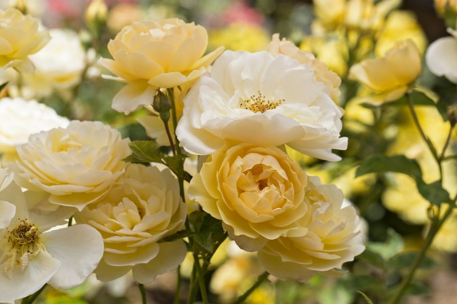 Роза Парковая бледно-желтая