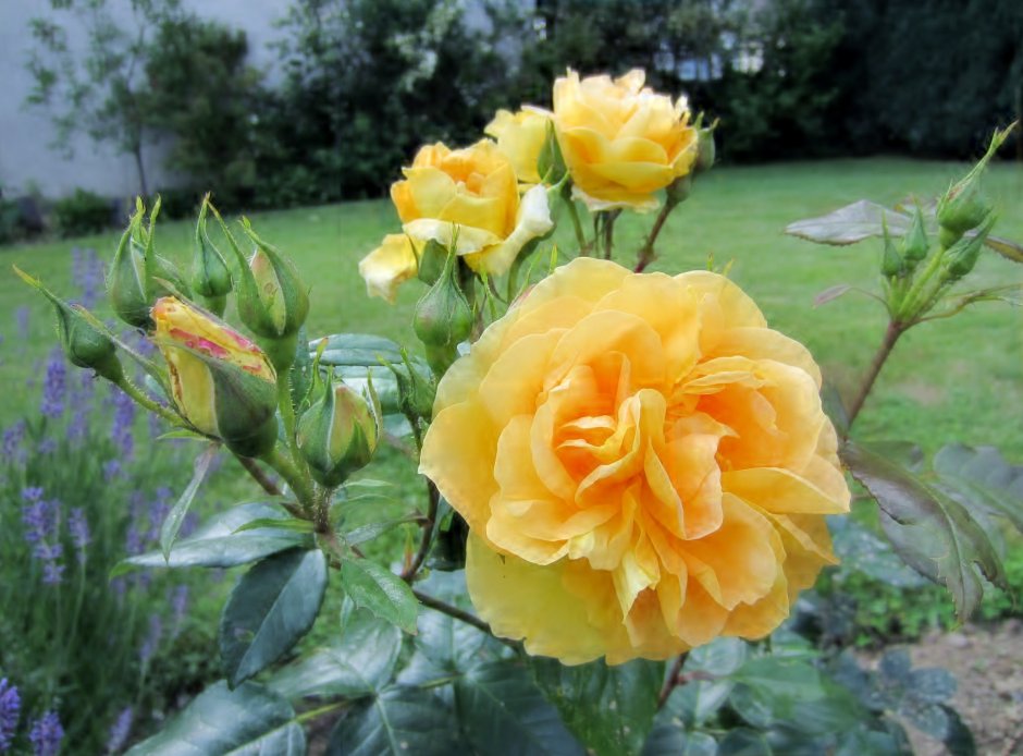 Желтые розы флорибунда сорта