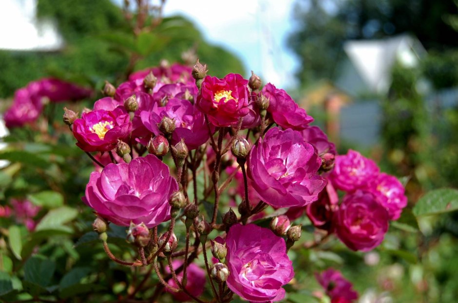 Мускусная роза аллевья