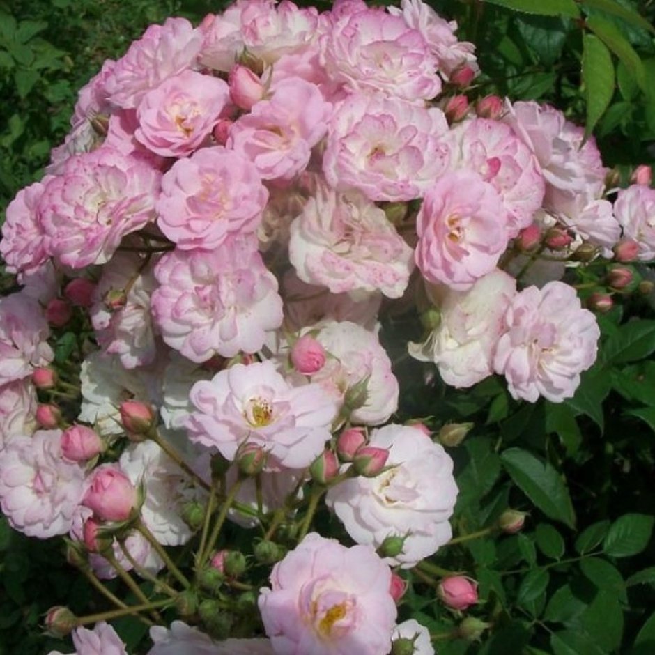 Vanessa Bell роза