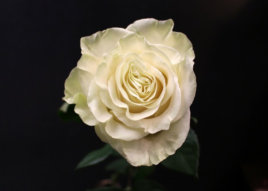 Канделайт роза белая