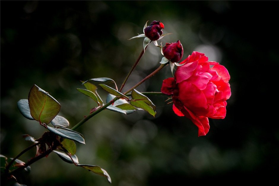 Цветок одинокая роза