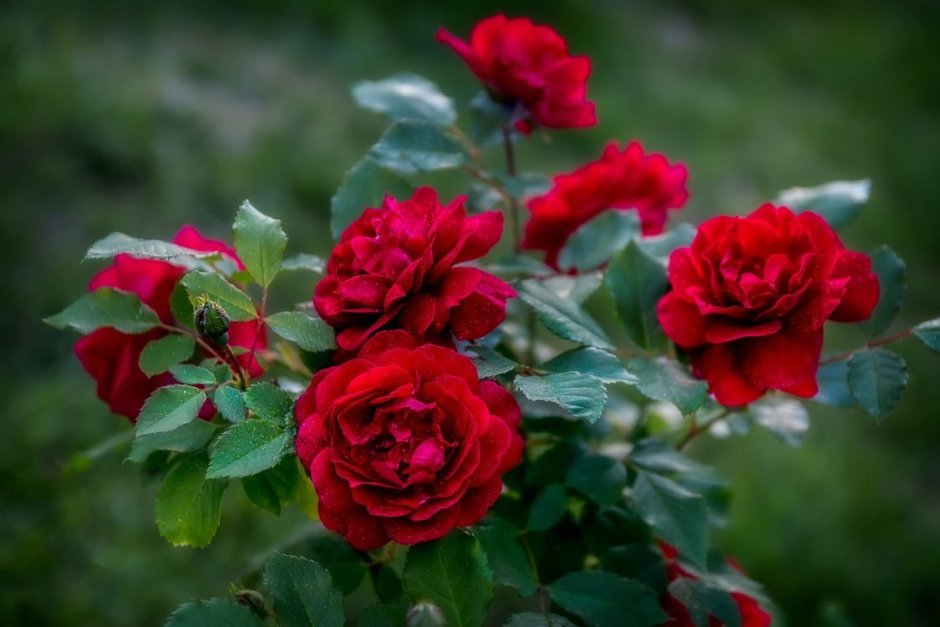 Роза кустарниковая красная