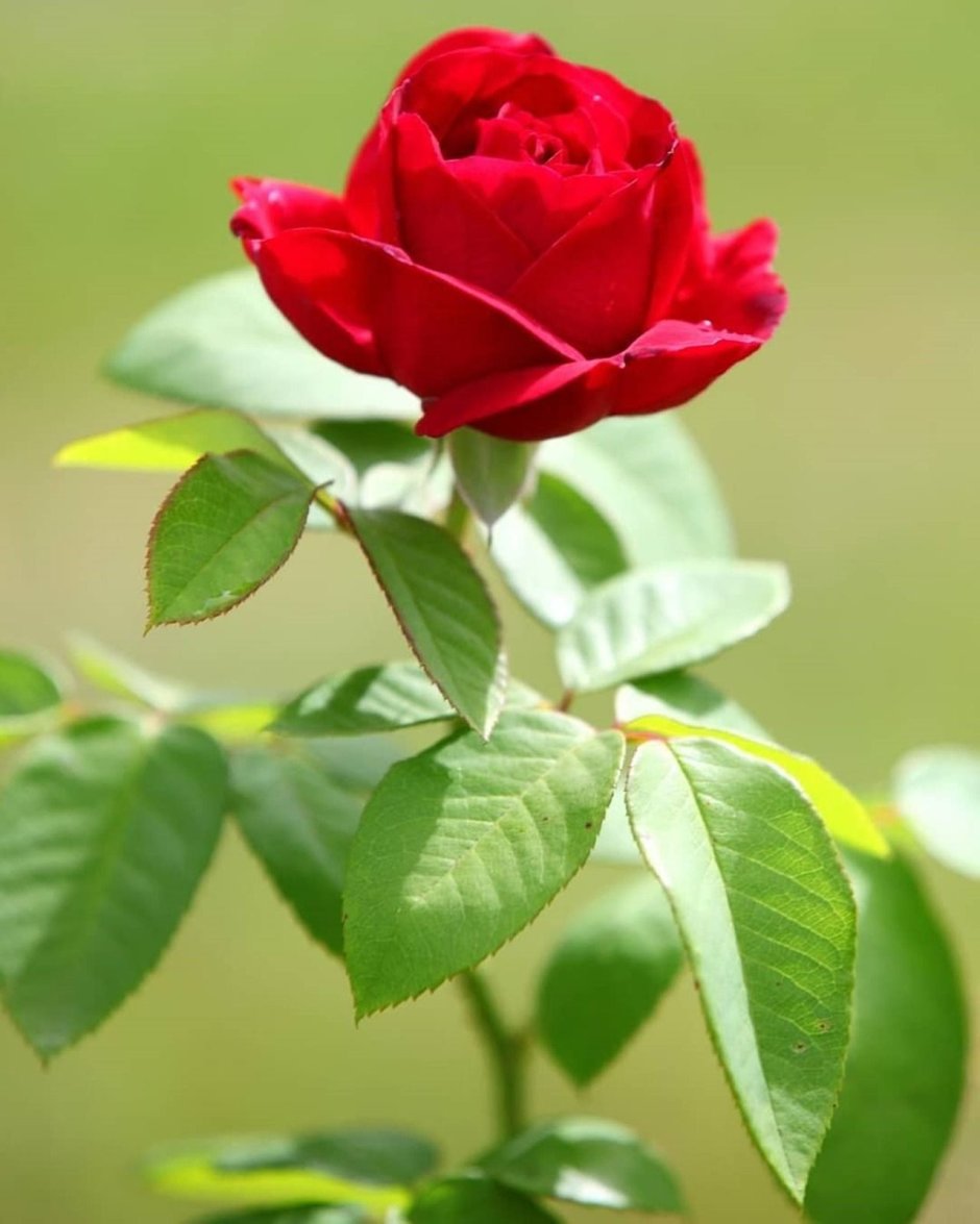 Красивые красные розы в природе в саду