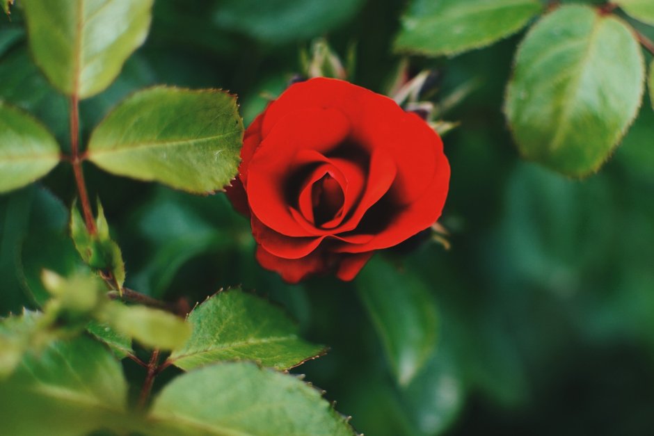 Красная роза Флора