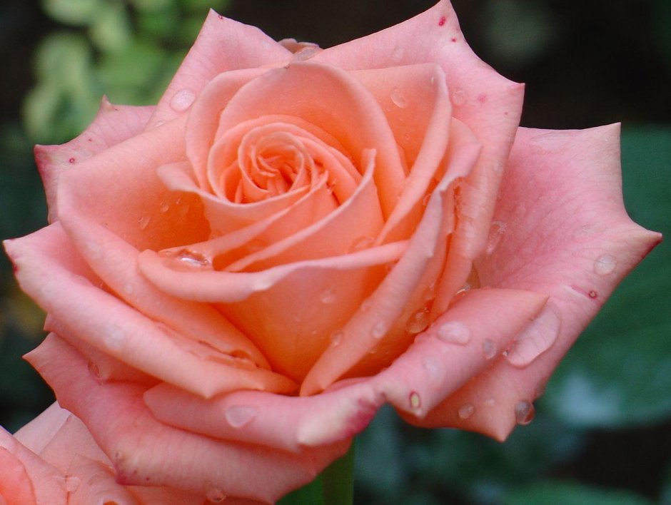 Роза чайно-гибридная Пикуба