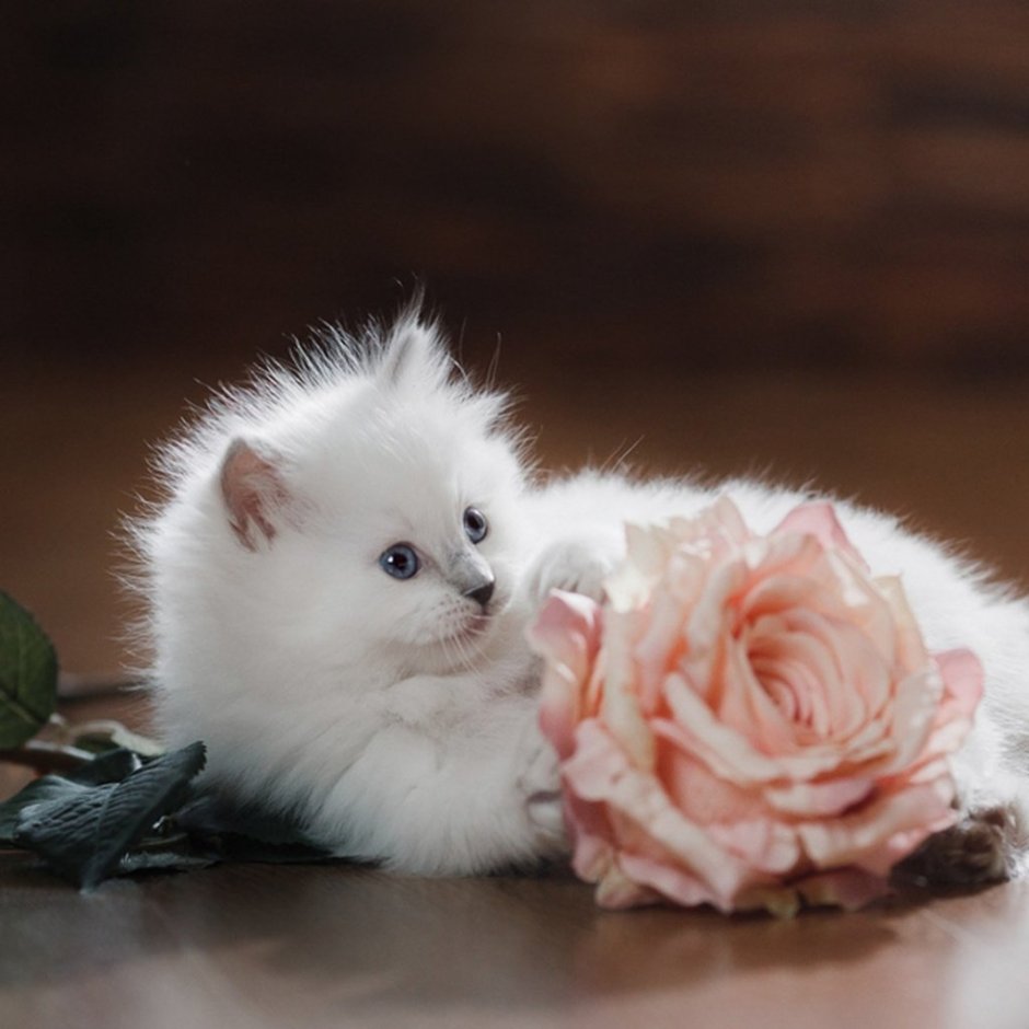 Белый котеночек на розовом