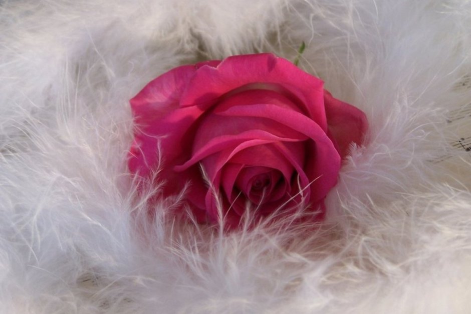 Розовый цветок с пухом