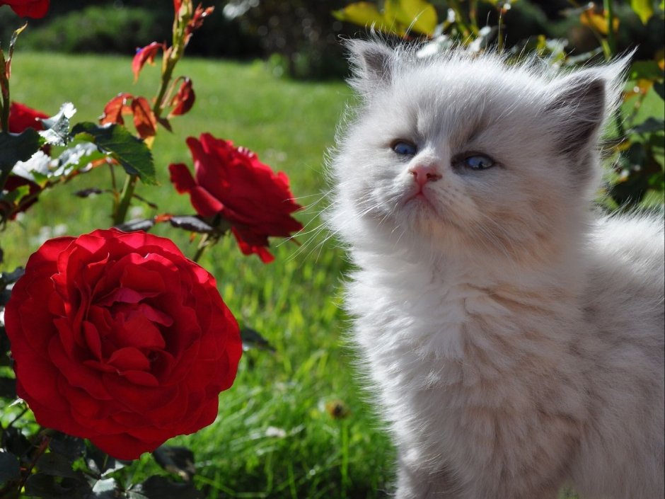 Милые котята в цветах
