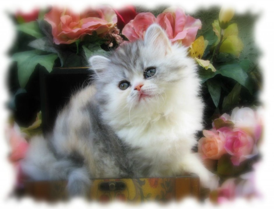 Персидский кот с цветами