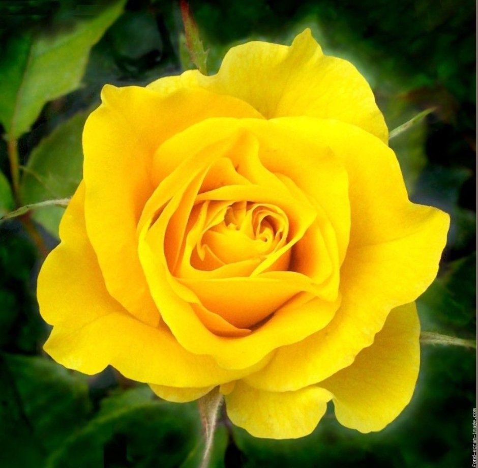Сорт розы Илиос