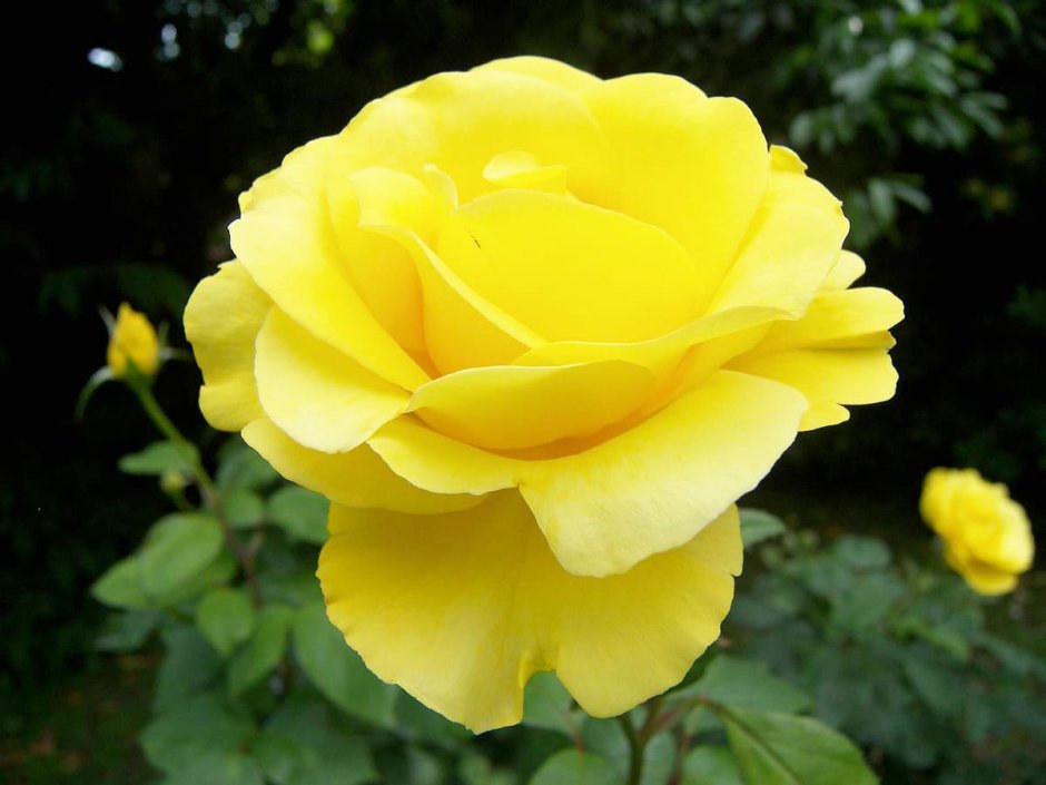 Роза чайно-гибридная пваилон