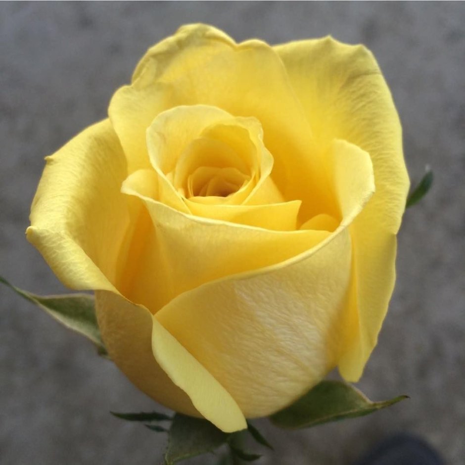 Роза чайно-гибридная желтая