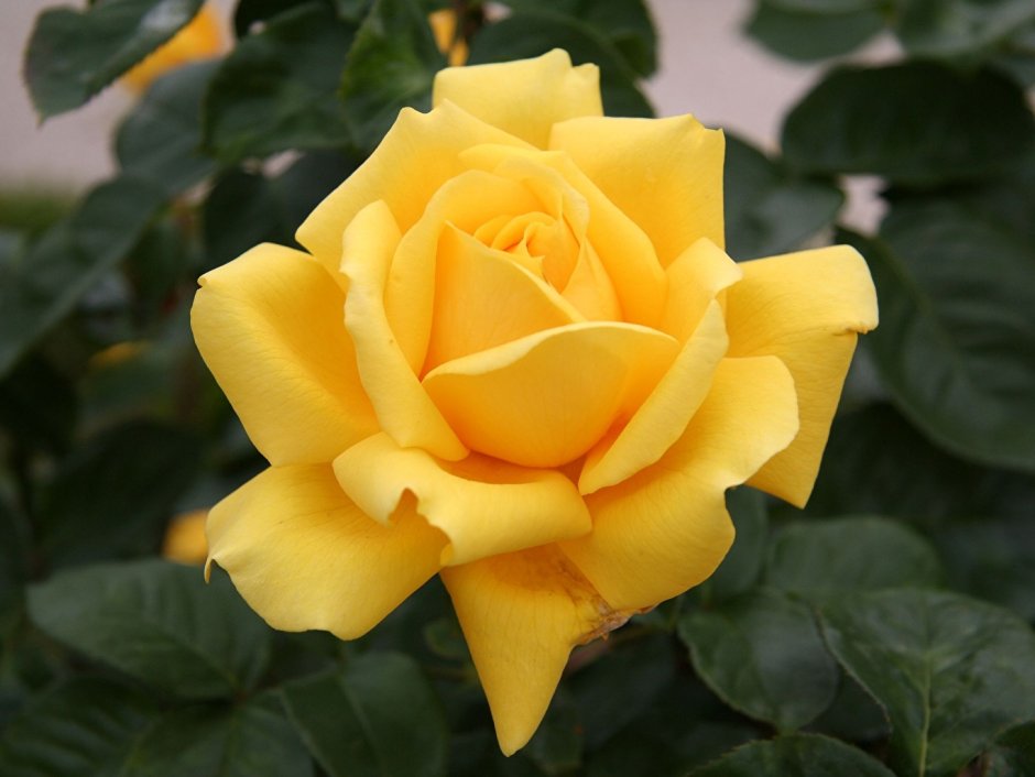 Персиан Сан Persian Sun роза