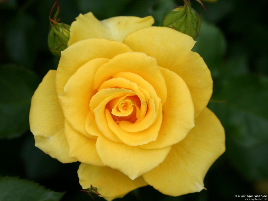 Розы флорибунда желтая Королева