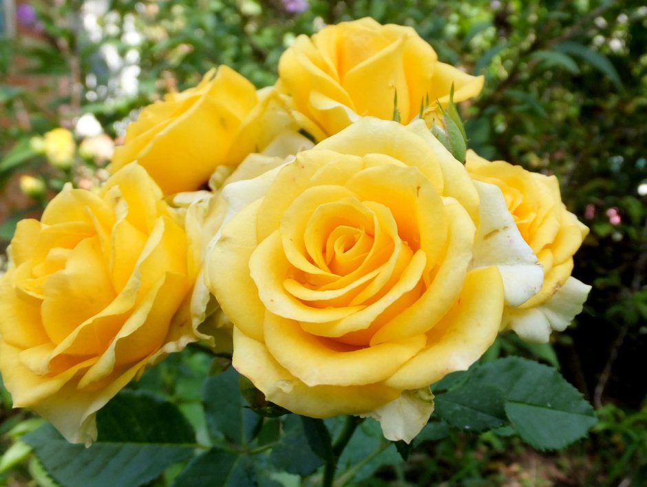 Мускусная роза желтая сорта
