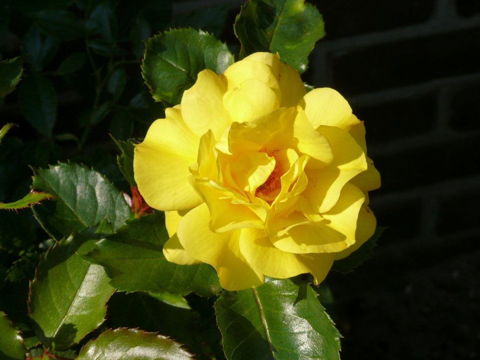 Роза чайно-гибридная сфинкс