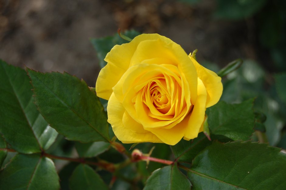 Эквадорская желтая роза Брайтон