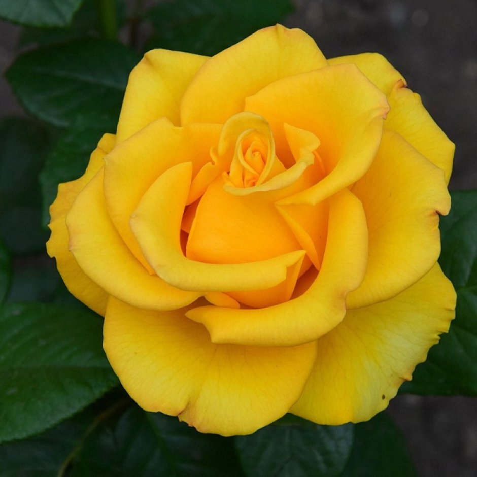 Роза Керия желтая чайно гибридная