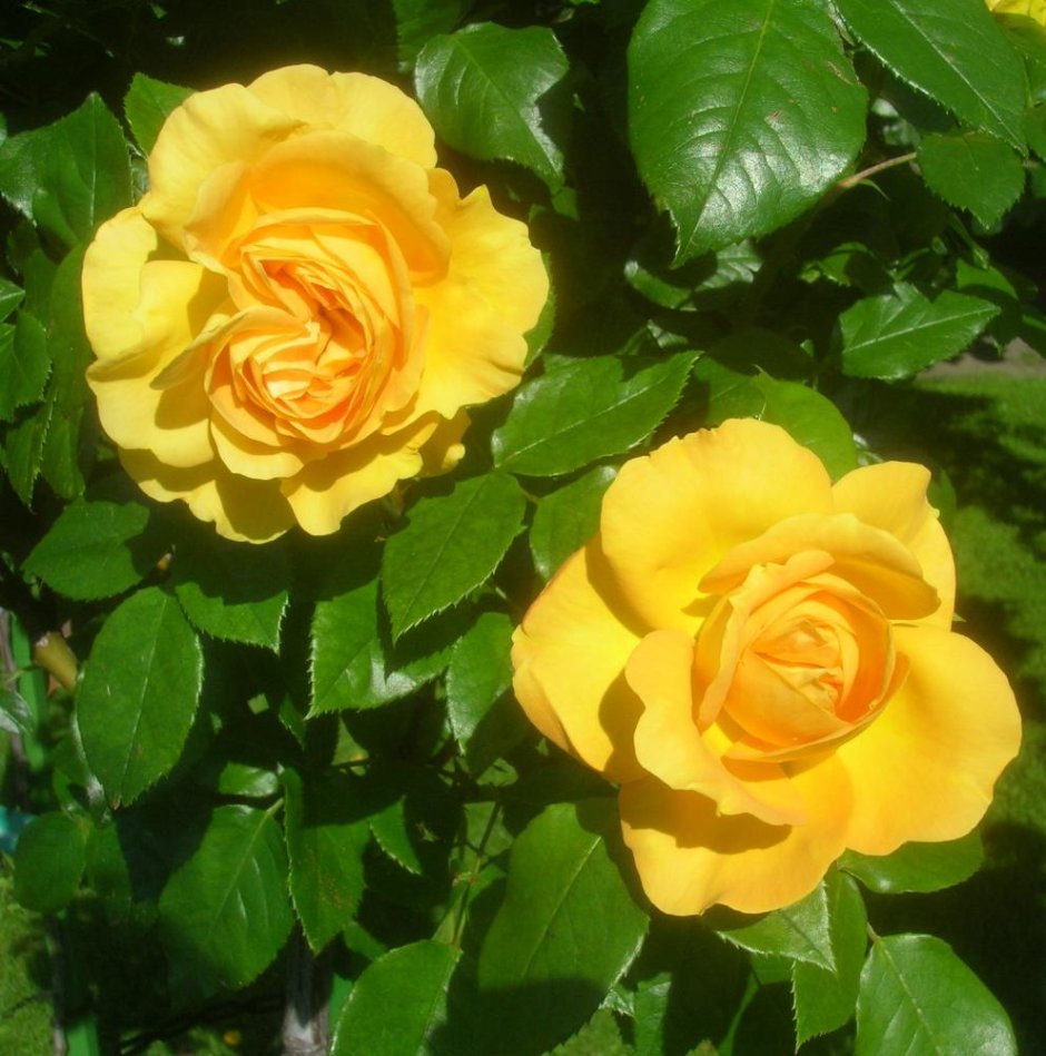 Роза плетистая кремово желтая