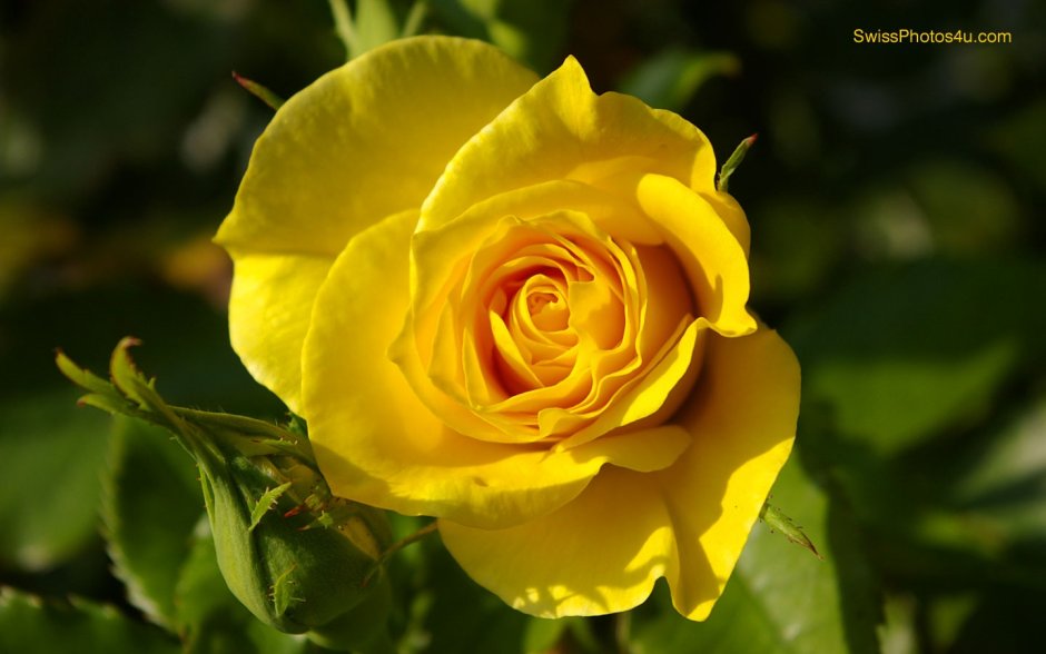 Роза Сари желтая