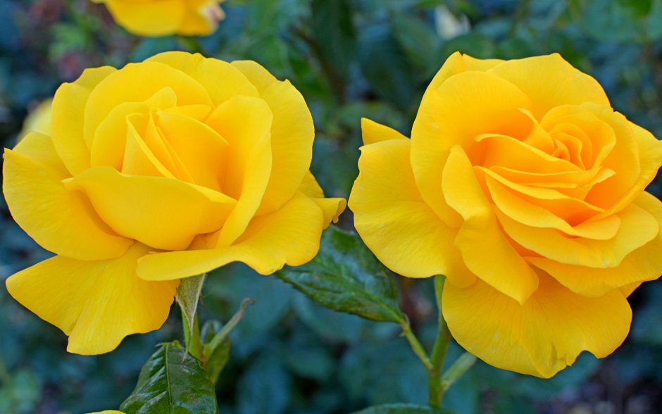Желтые розы куст