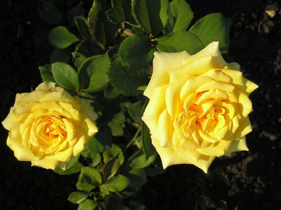 Розы Кордеса желтые