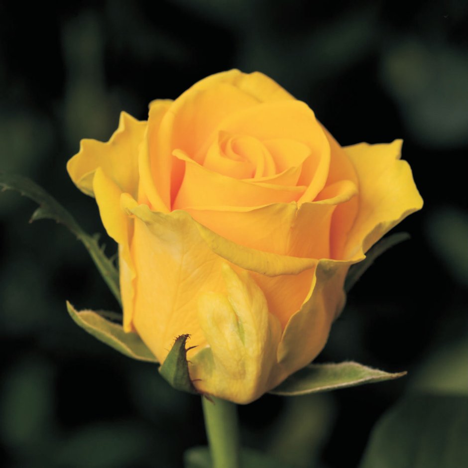 Роза чайно-гибридная Йеллоу Айленд