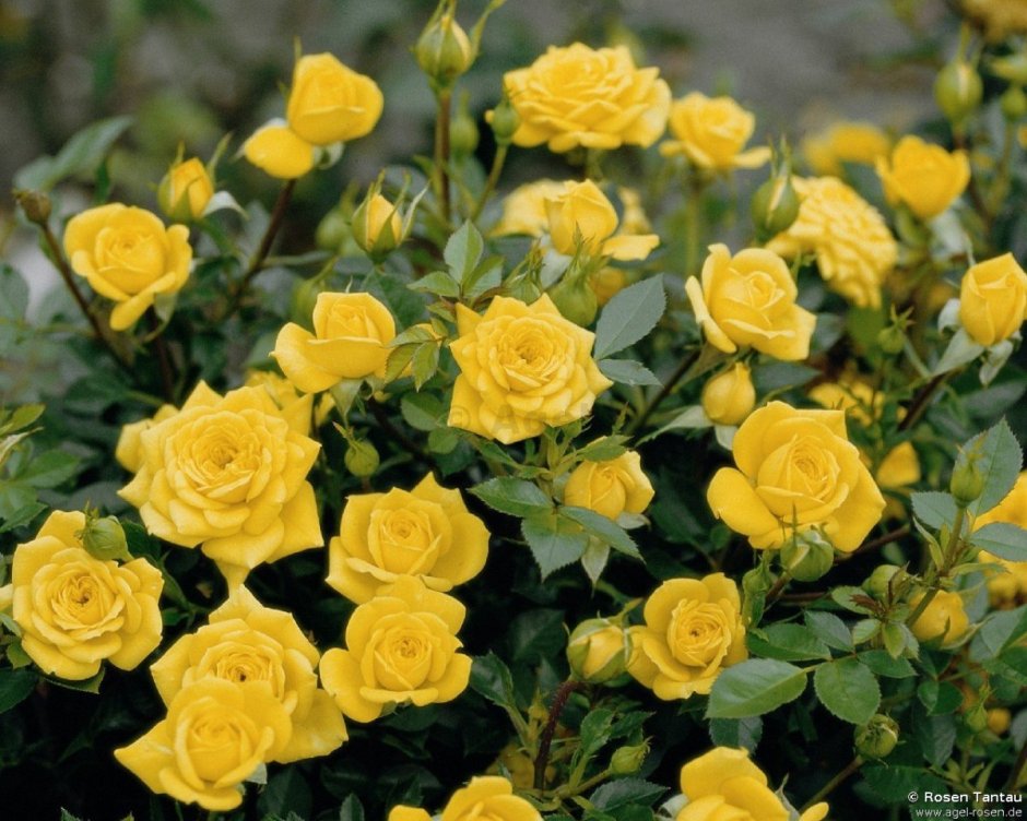 Жёлтая роза сорта названия