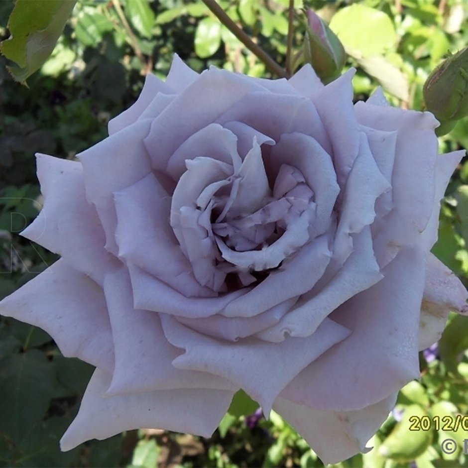 Silver Shadow роза