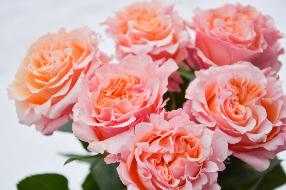 Mayra Peach роза