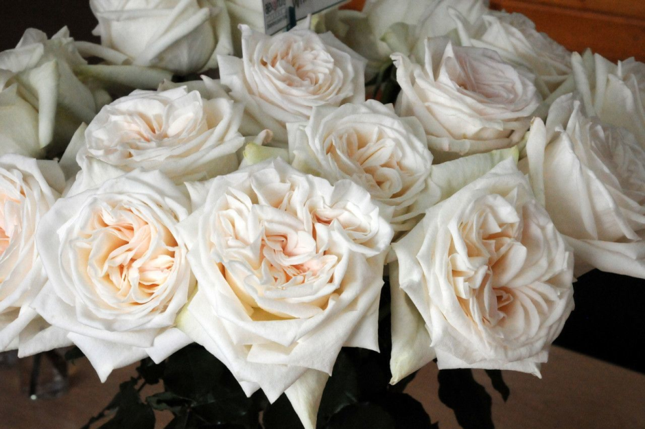 Пионовидная роза White Ohara