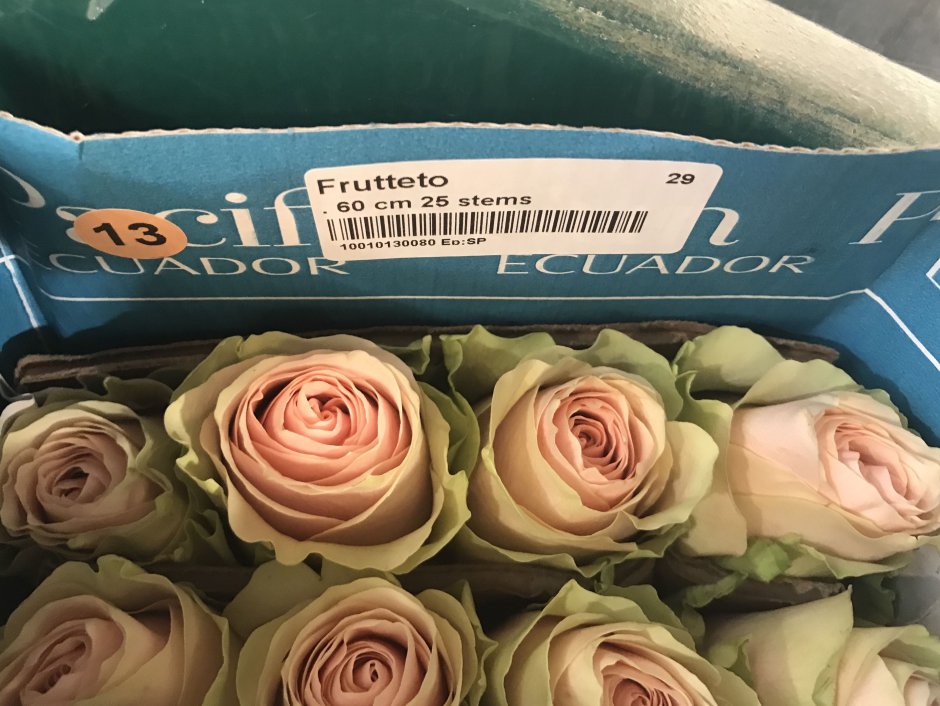 Роза Фрутетто Эквадор
