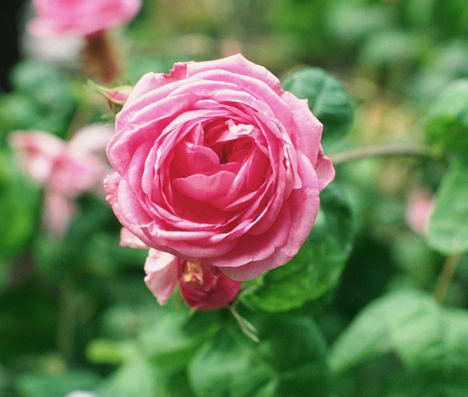 Столистная розы (Rosa ×Centifolia